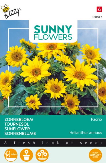 Sunflower Pacino Gold (Helianthus) 35 seeds BU